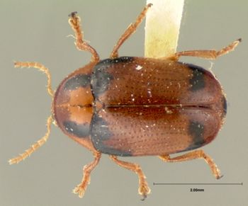 Media type: image; Entomology 9296   Aspect: habitus dorsal view